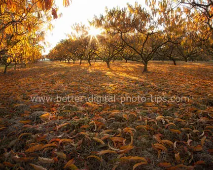 Nature print sales- Fall orchard leaves Sewell NJ