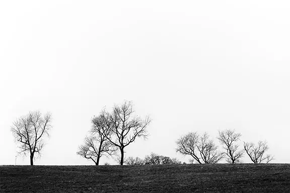 Black and white nature trees