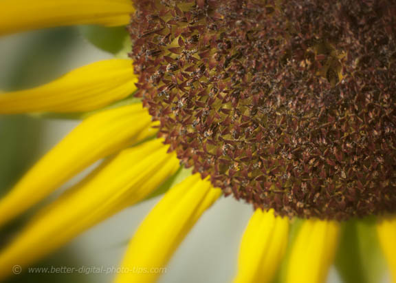 One quarter close-up flower view