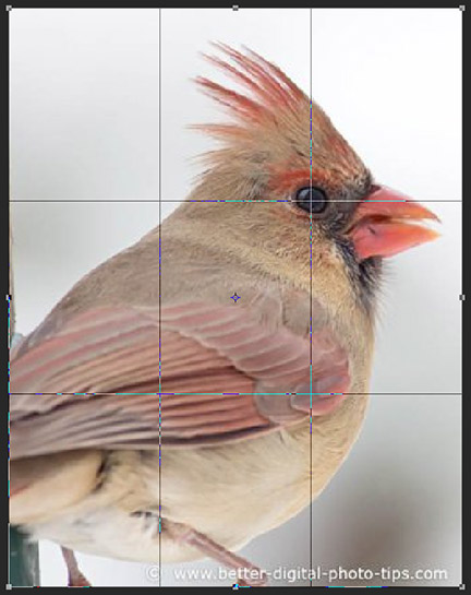 Female cardinal.