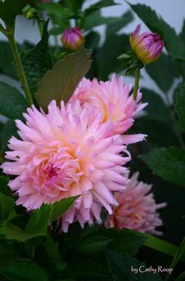 Pink Dahlia