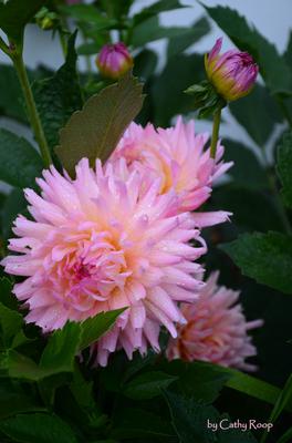 Pink Dahlia