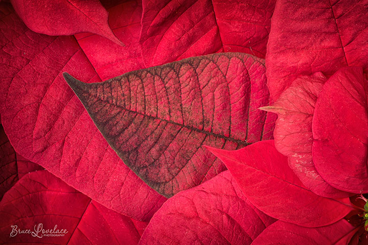 Poinsettia Natural Light