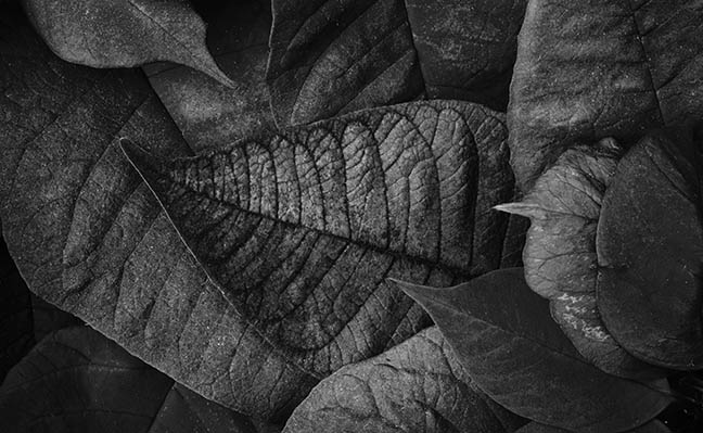 poinsettia black white texture