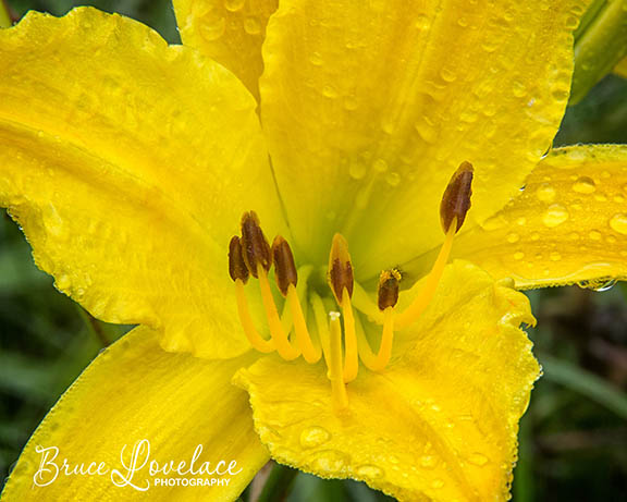 Cropped macro flower