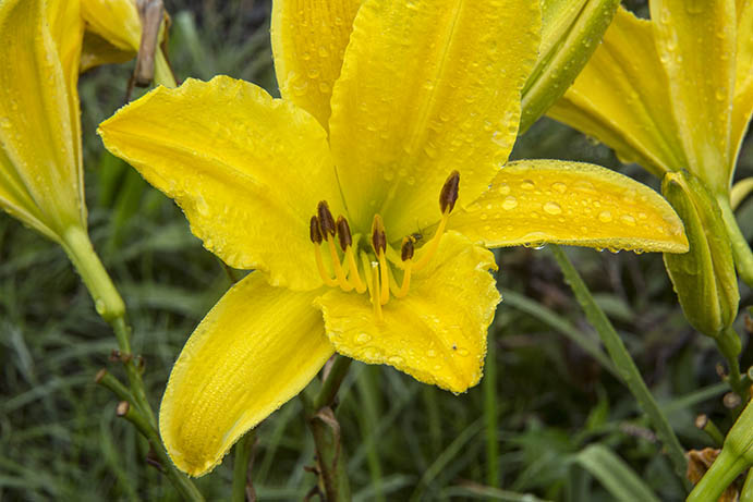 Uncropped macro flower