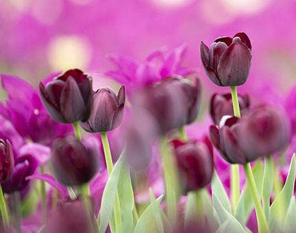 Purple tulips