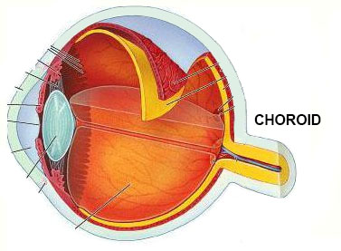 Red eye choroid tissue diagram