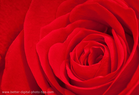 Choosing a red rose as a subject for macro photography is always a good idea