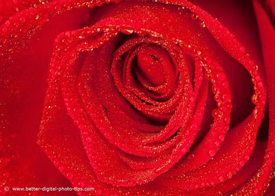 Photo of red rose