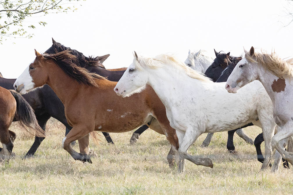 Running Horses