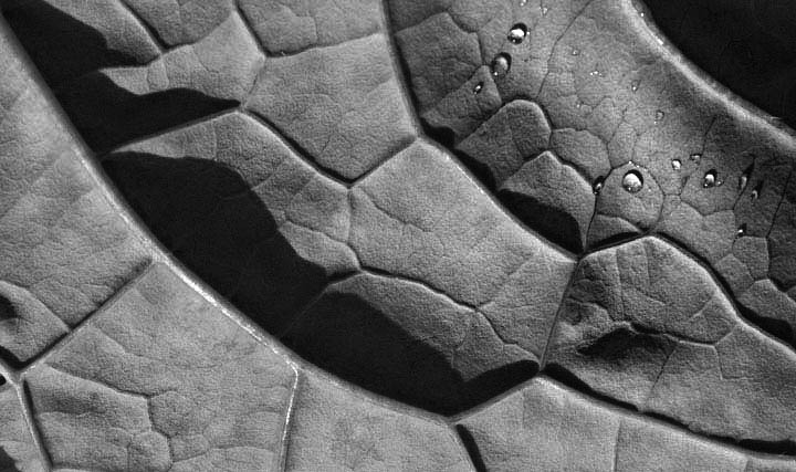 abstract kale shadow