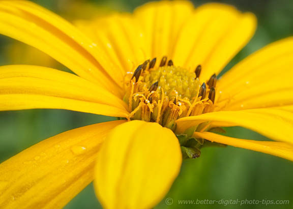 Yellow flower closeup