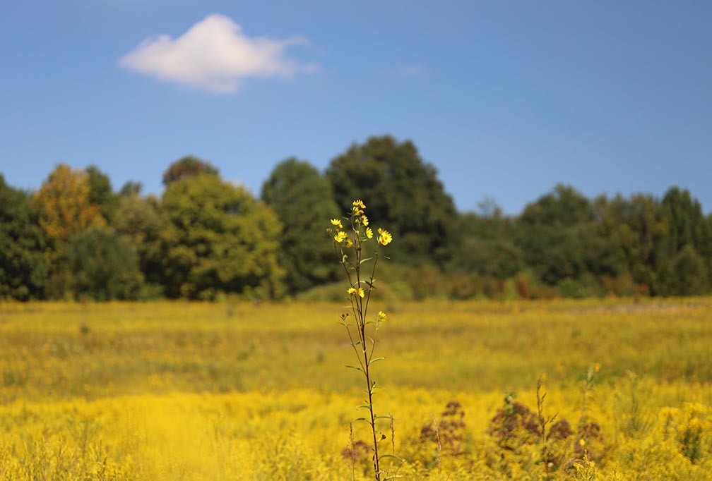 narrow depth of field flowers example