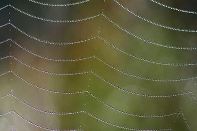 Shallow depth of field spider web