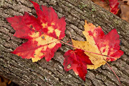 Sharpened Fall Leaves