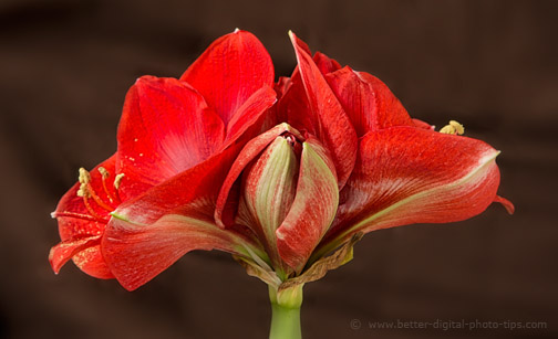 Side view of amaryllis