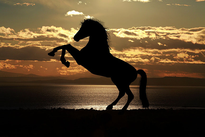 Horse at sunset