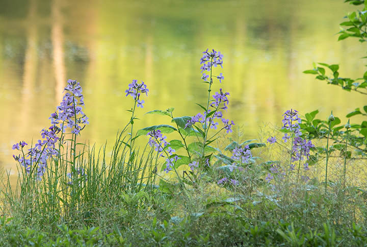 Simple nature photo of flowers