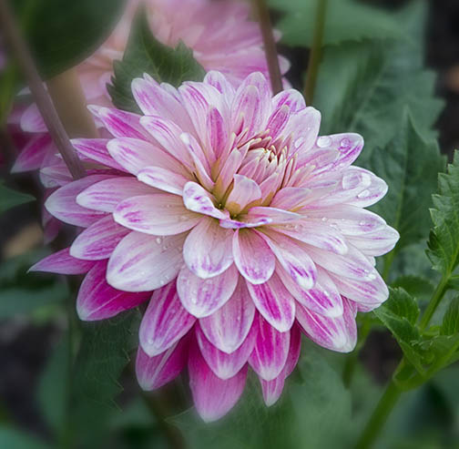 square crop macro flower