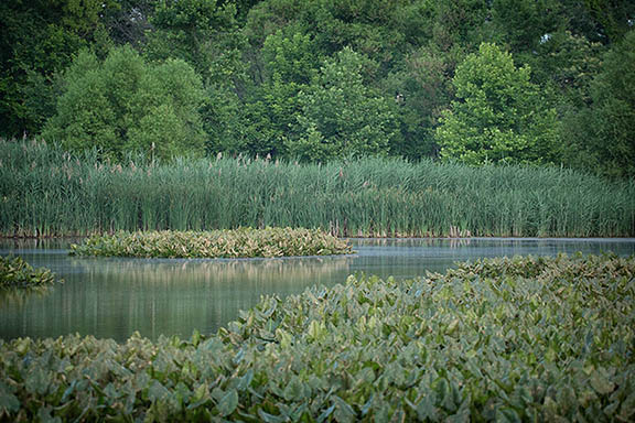 Photo of the National Wildlife Refuge Tinicum, PA