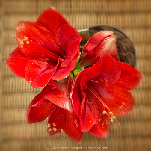 top view amaryllis