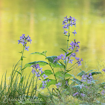 Delaware river NJ flower