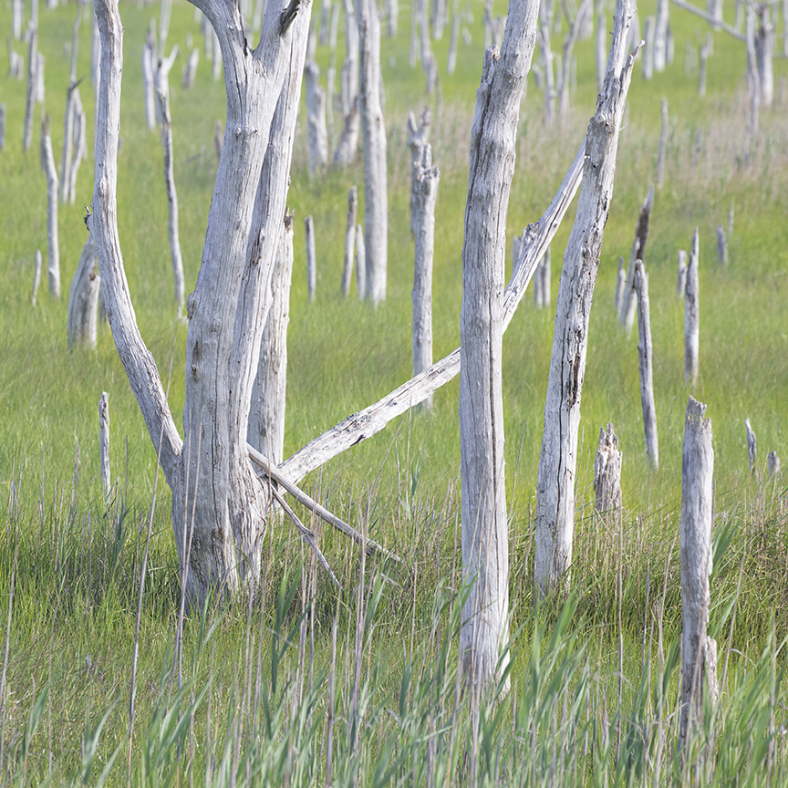 Tree cemetery landscape