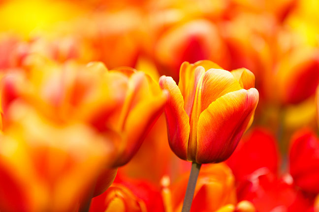 Close-up of tulips