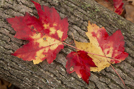 Unsharpened Fall Leaves