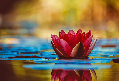 water lily