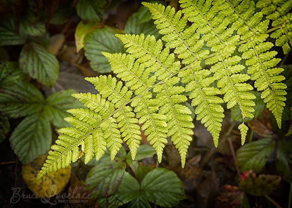 West Virginia macro fern