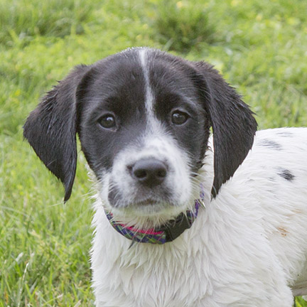 Wet puppy photo